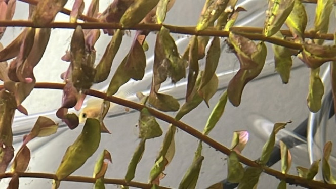 Lucky est née et a survécu. La naissance surprise d’un poisson. Étaient ils plusieurs au départ? Je ne sais pas. Sûrement.