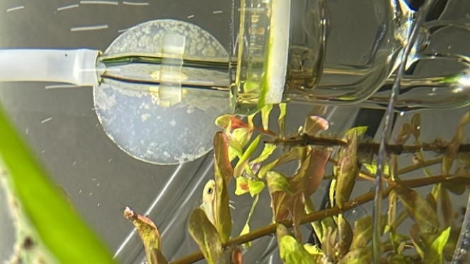 Lucky est née et a survécu. La naissance surprise d’un poisson. Étaient ils plusieurs au départ? Je ne sais pas. Sûrement.