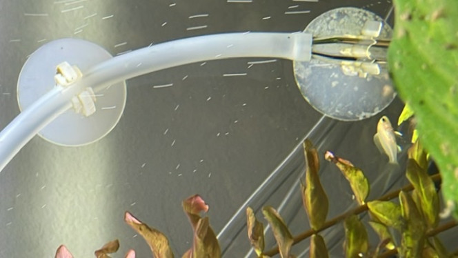 Lucky est née et a survécu. La naissance surprise d’un poisson. Étaient ils plusieurs au départ? Je ne sais pas. Sûrement.