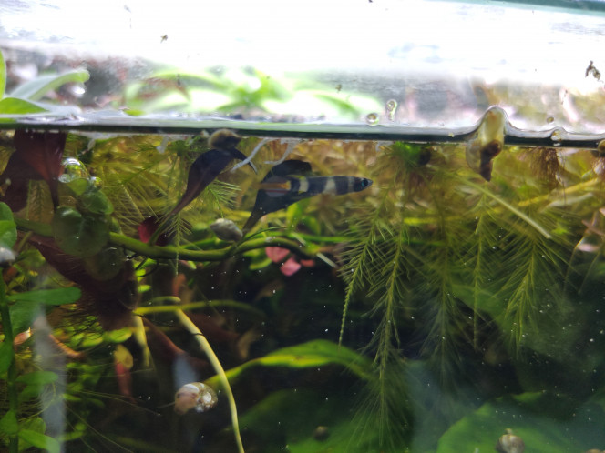 Alevin killies Il n'a pas encore la taille adulte, mais il en a déjà les couleurs ! D'ailleurs, il a détrôné son père de l'avant du bac...