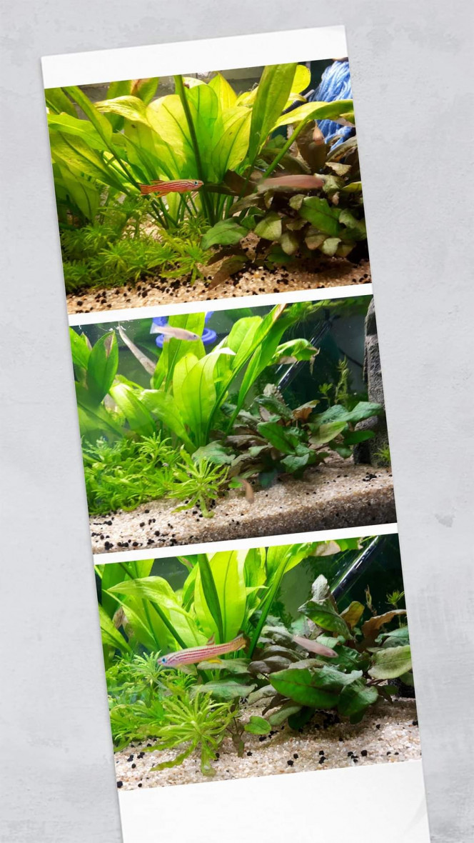 Bac 141 Aphyosemion striatum
Ncolamvan GEMHS 00-33