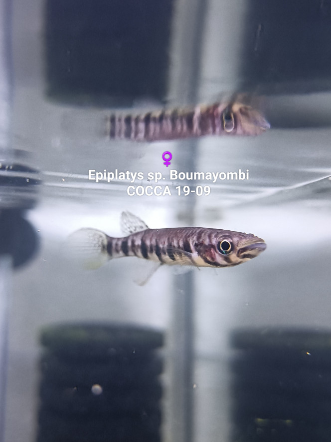 ♀️  Epiplatys sp. Boumayombi COCCA 19-09 ♀️ 
Epiplatys sp. Boumayombi
COCCA 19-09