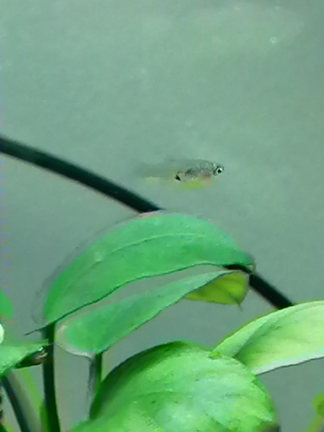 Photographie du post de aquariophilie2022 