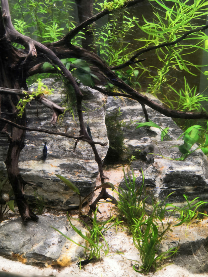  Nouveau test No2/No3 OK, le bac est à nouveau totalement cyclé suite au rescape.
L'hygrophilia Pinnatifida a complètement fondu, sans doute le fait de se retrouver sans Co2 dans ce bac et avec un ph plus élevé. 
Sur la 10aine de blue velvet sauvées, 4 femelles sont grainées et 1 Zoé de belle taille est apparue. Du coup j'attends encore une dizaine de jours pour réintroduire les poissons qui attendent tranquilou dans leur  lido rempli à mi-hauteur.