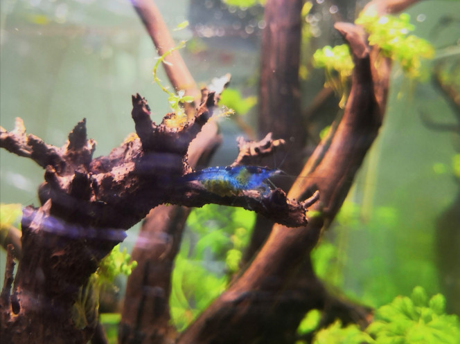  Nouveau test No2/No3 OK, le bac est à nouveau totalement cyclé suite au rescape.
L'hygrophilia Pinnatifida a complètement fondu, sans doute le fait de se retrouver sans Co2 dans ce bac et avec un ph plus élevé. 
Sur la 10aine de blue velvet sauvées, 4 femelles sont grainées et 1 Zoé de belle taille est apparue. Du coup j'attends encore une dizaine de jours pour réintroduire les poissons qui attendent tranquilou dans leur  lido rempli à mi-hauteur.