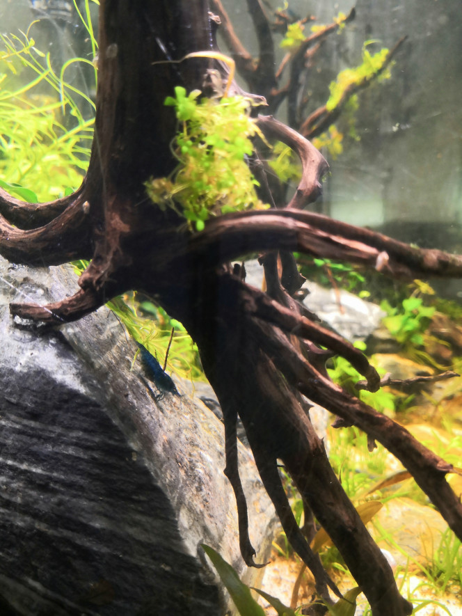  Nouveau test No2/No3 OK, le bac est à nouveau totalement cyclé suite au rescape.
L'hygrophilia Pinnatifida a complètement fondu, sans doute le fait de se retrouver sans Co2 dans ce bac et avec un ph plus élevé. 
Sur la 10aine de blue velvet sauvées, 4 femelles sont grainées et 1 Zoé de belle taille est apparue. Du coup j'attends encore une dizaine de jours pour réintroduire les poissons qui attendent tranquilou dans leur  lido rempli à mi-hauteur.