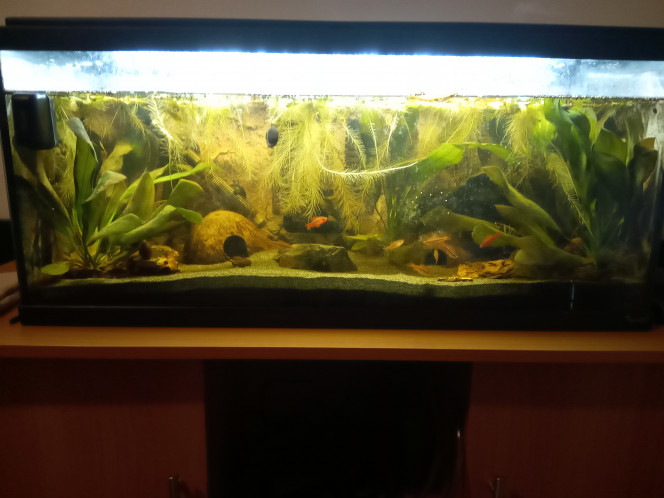 Remplacement gravier par sable Remplacement du gravier par du sable, plus adapté au corydoras.
J'en ai profité pour réorganiser tout ça et ajouter des roches.
J'ai aussi remplacé mon filtre mécanique par un filtre à éponge, à nettoyer plus souvent, mais c'est plus rapide et pratique.