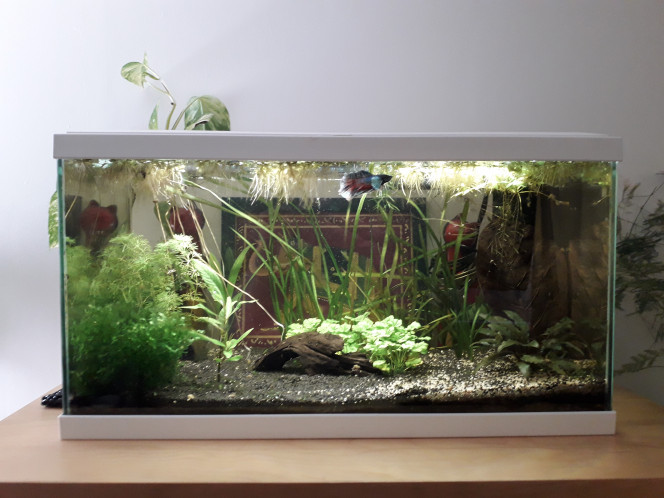 Aquarium 60 l Il est en forme, l'animal aujourd'hui !