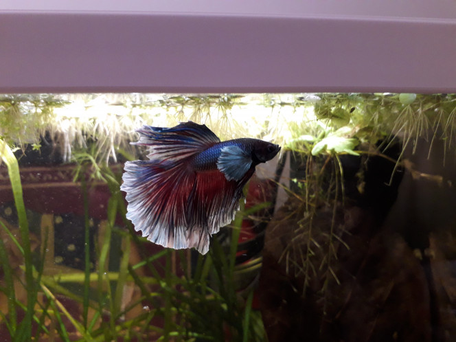 Aquarium 60 l Il est en forme, l'animal aujourd'hui !