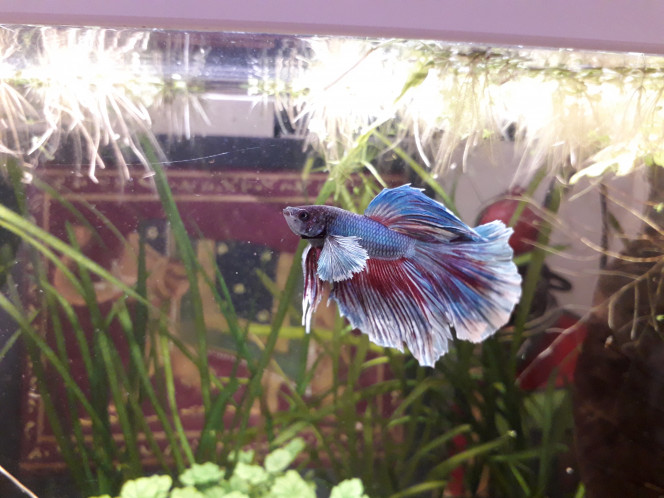 Aquarium 60 l Il est en forme, l'animal aujourd'hui !