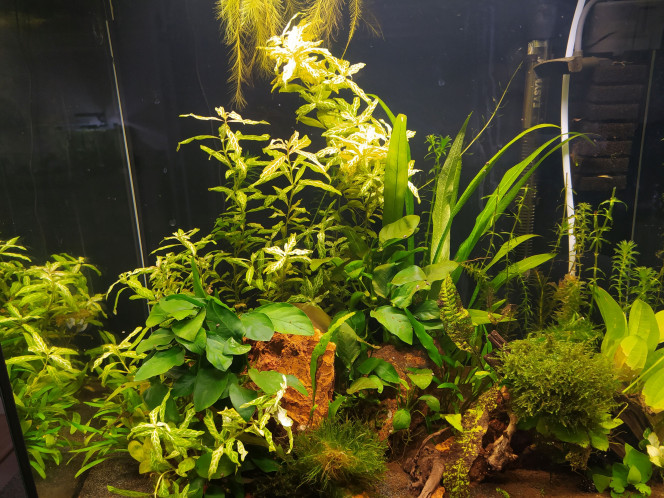 Micro Poissons Prêt à recevoir ses invités