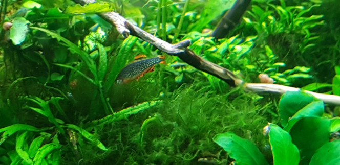 Danio Galaxy 