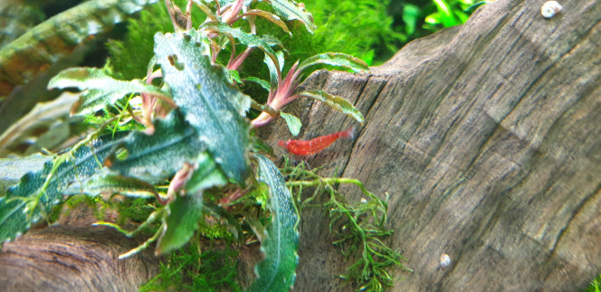 Bucephalendras 