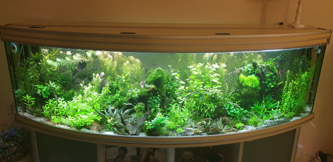 Aquarium salon Les plantes ont pris bcp de volumes en peu te tps