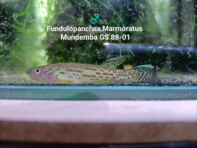 ♂️ Fundulopanchax Marmoratus Mundemba GS 88-01 ♂️ 
Fundulopanchax Marmoratus 
Mundemba GS 88-01