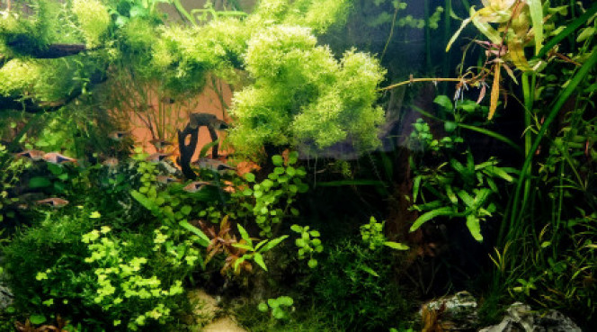 Photographie du post de Anhtu 