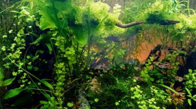 Photographie du post de Anhtu 