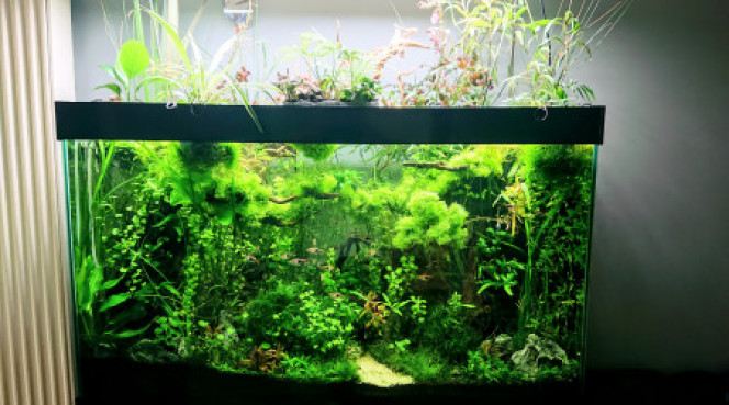 Photographie du post de Anhtu 