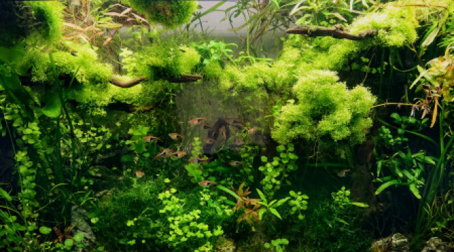 Photographie du post de Anhtu 