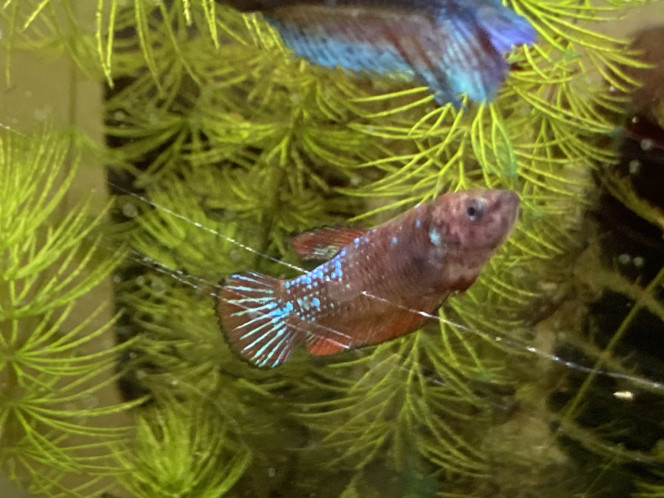 Photographie du post de Nalia 