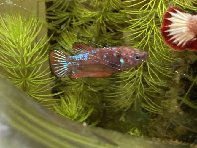 Photographie du post de Nalia 