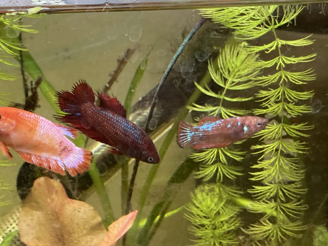 Photographie du post de Nalia 