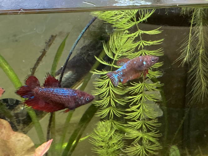 Photographie du post de Nalia 