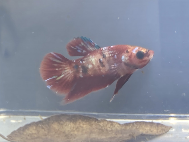 Photographie du post de Nalia 