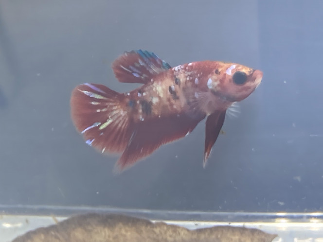 Photographie du post de Nalia 