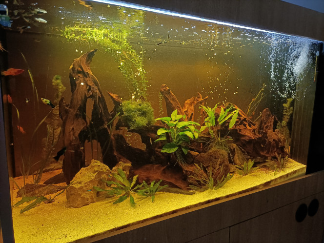 Photographie du post de Pleco 