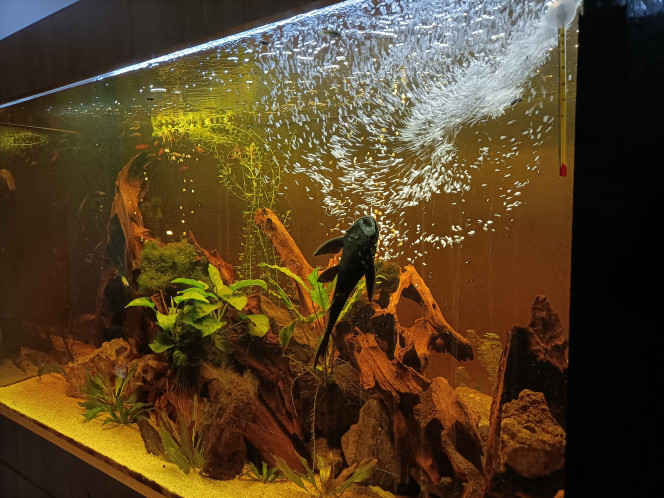 Photographie du post de Pleco 