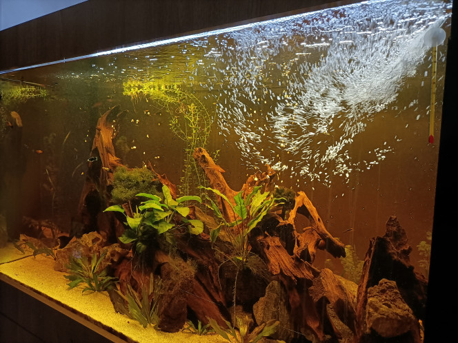 Photographie du post de Pleco 