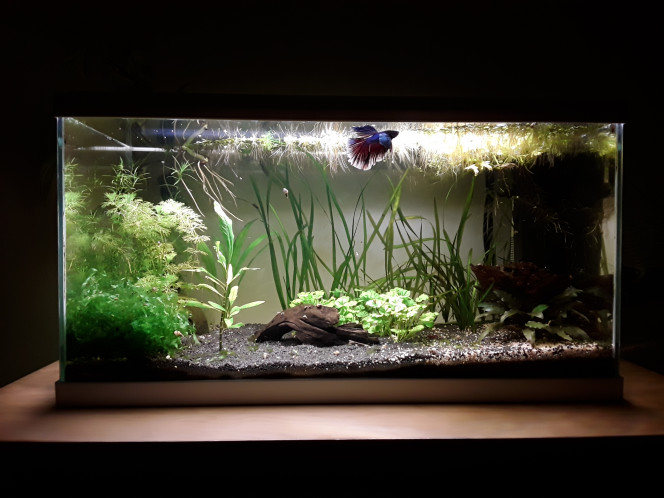 Le 60 l Le betta est toujours aussi coloré, son habitat semble lui plaire, il m'a fait une paire de nids de bulles ces derniers mois. Il a épargné quelques crevettes qui sortent surtout la nuit, j en dénombre encore cinq.