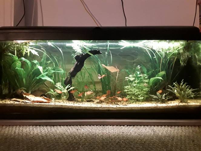 Le 120 l Le 120 L se porte bien, il est par terre dans mon salon, du coup, je ne regarde plus les films, je les écoute en regardant mes tétras jouer à cache-cache, mes otocinclus se poursuivre, et mes apisto jouer à "suis-moi je te fuis..." D'ailleurs la pseudo femelle est toujours aussi grande que le mâle, même si les couleurs sont vraiment très caractéristiques de chaque sexe... se peut il que j aie une très grande femelle et un tout petit mâle ? Suspense