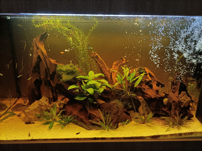 Photographie du post de Pleco 