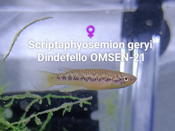 ♀️  Scriptaphyosemion geryi  Dindéfello OMSEN-21 ♀️ Reproductrice 
Scriptaphyosemion geryi 
Dindéfello OMSEN-21