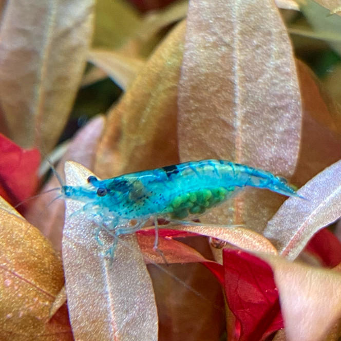 Première Blue Velvet de grainée. Après 1 semaine dans le bac, première reproduction.