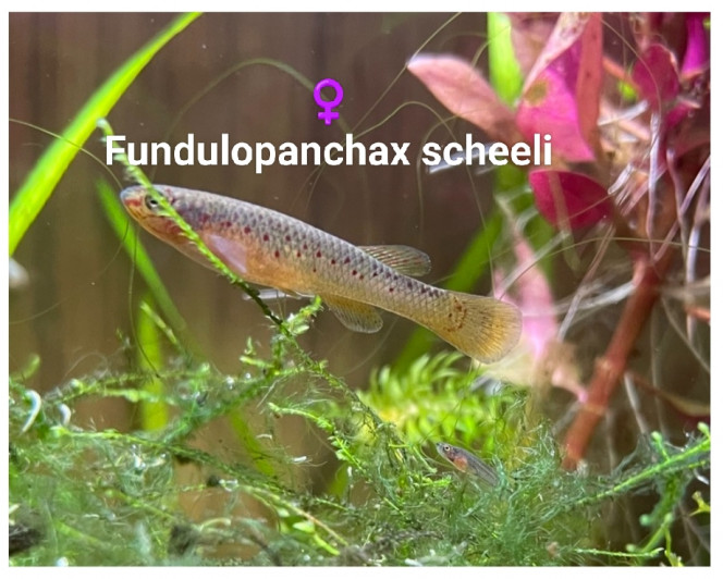 ♀️ Fundulopanchax scheeli ♀️ Fundulopanchax scheeli