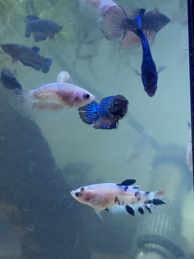 Photographie du post de Nalia 