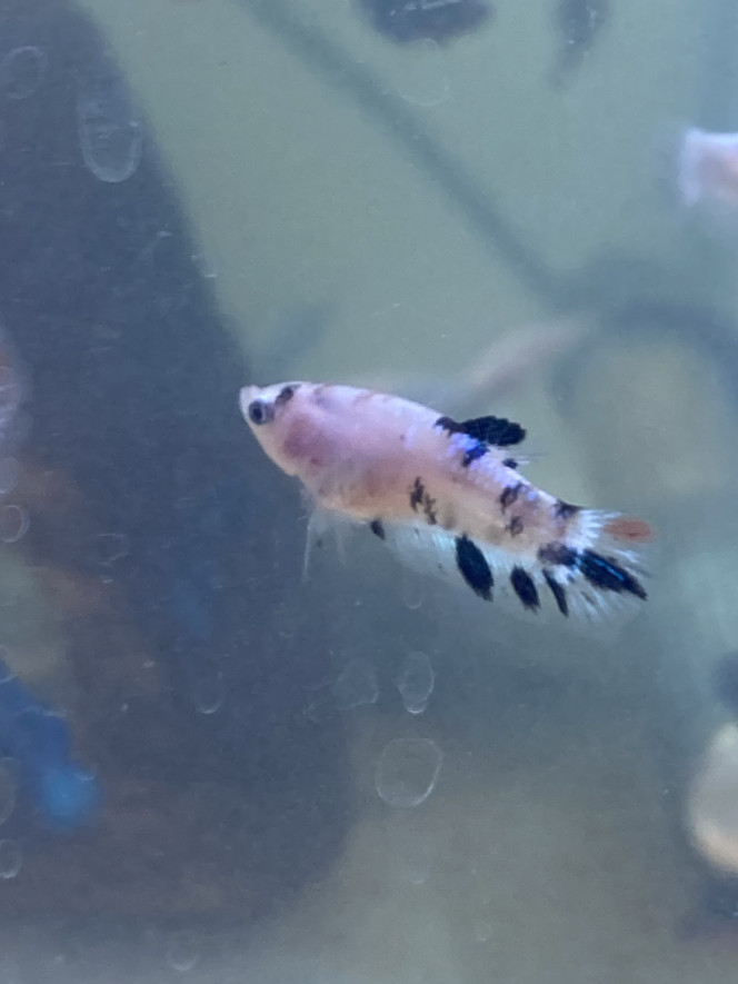 Photographie du post de Nalia 