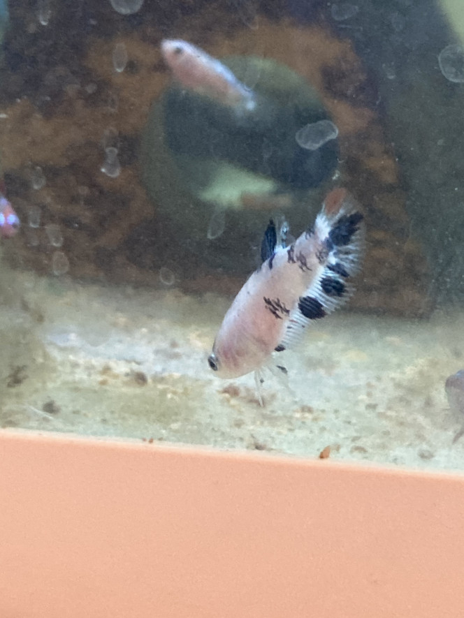 Photographie du post de Nalia 