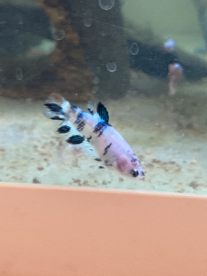 Photographie du post de Nalia 