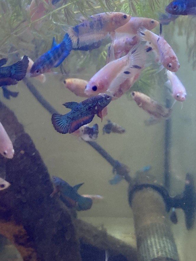 Photographie du post de Nalia 