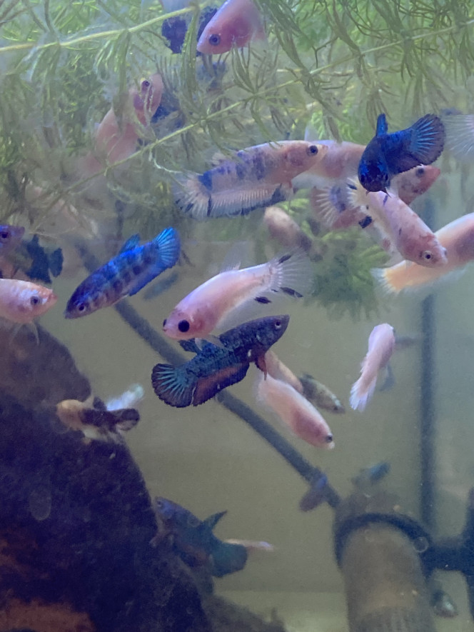 Photographie du post de Nalia 