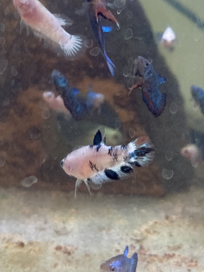 Photographie du post de Nalia 