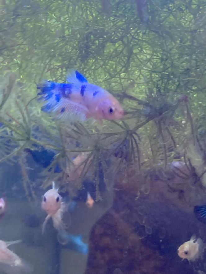 Photographie du post de Nalia 