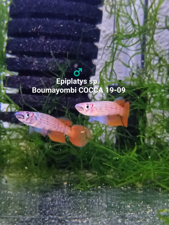 ♂️ Epiplatys sp.  Boumayombi COCCA 19-09 ♂️ 
Epiplatys sp. 
Boumayombi COCCA 19-09