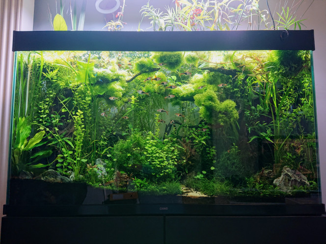 S+30    Bornéo aquascape jungle Une prise de vue à la Therymoise .,
Une dédicace à ta fille ?