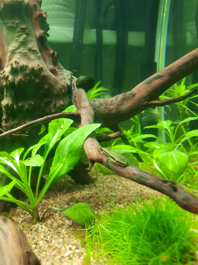 Bébé platys ! Les premiers bébés de l'aquarium, apres qq semaines d'introduction (femelle probablement deja pleine a l'achat).
Pour eviter la consanguinité ils seront a donner a un aquariophile du coin dès qu'ils seront assez grand.