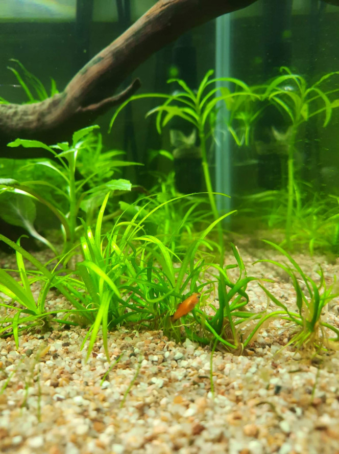 Bébé platys ! Les premiers bébés de l'aquarium, apres qq semaines d'introduction (femelle probablement deja pleine a l'achat).
Pour eviter la consanguinité ils seront a donner a un aquariophile du coin dès qu'ils seront assez grand.